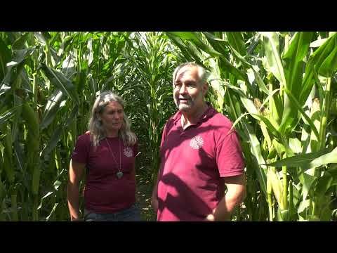 Das Maislabyrinth am Laacher See