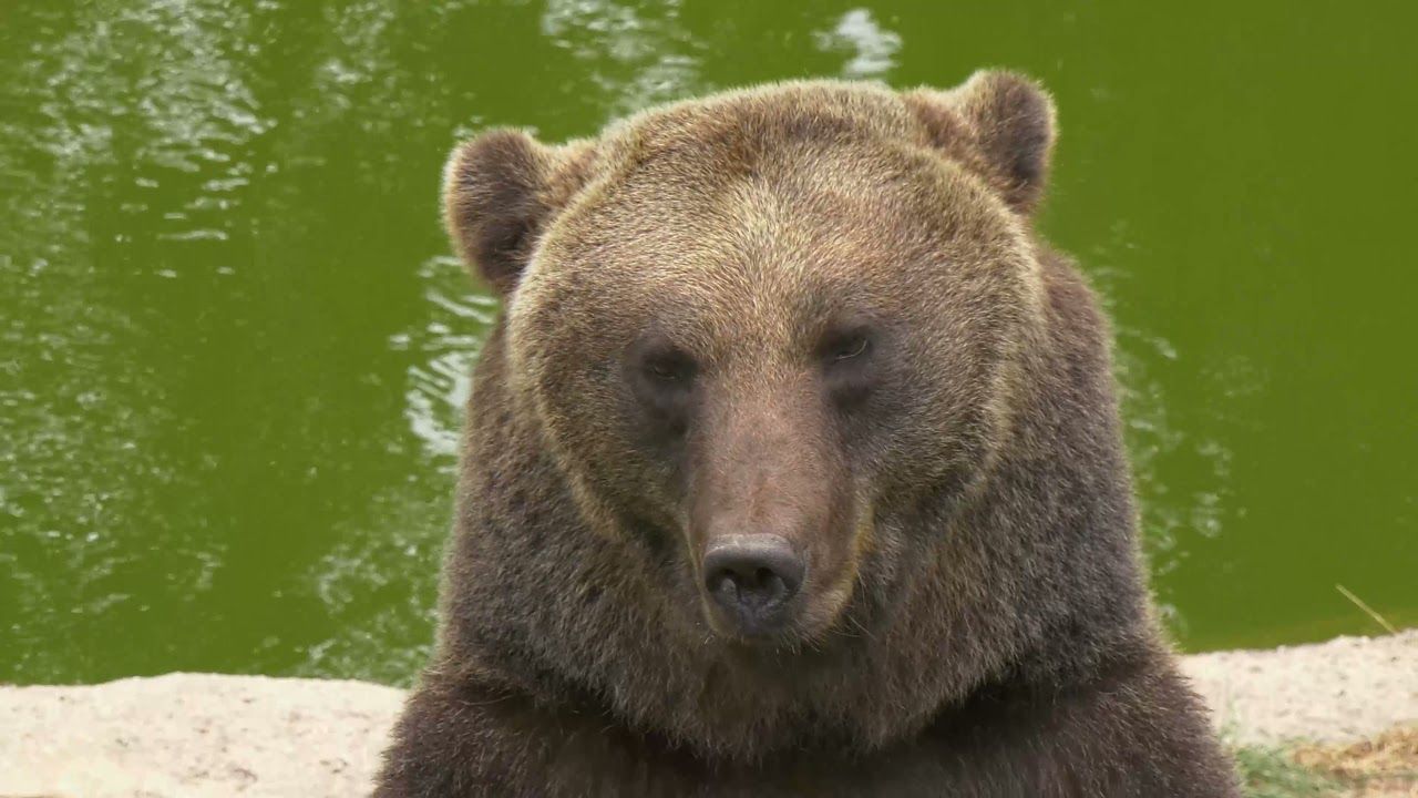 Der Wild- und Freizeitpark Klotten über dem Moseltal