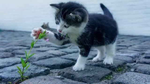 Hund Katze Specht aus dem Tierheim Koblenz