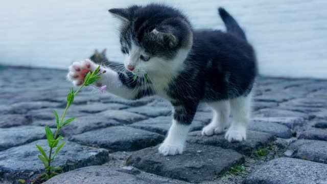Hund Katze Specht
