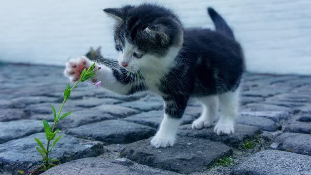 Hund Katze Specht aus dem Tierheim Koblenz